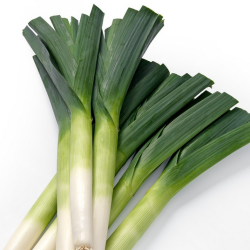 Por Krypton f1 10 tyś. nasion Otoczka Primed ST